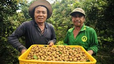 Người xem livestream thi nhau chốt đơn, gần 7 tấn trái cây bán ra trong ngày