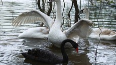 Thiên nga ở hồ Gươm được bắt đi trong đêm