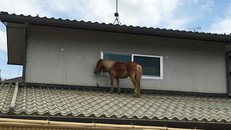 Nhật Bản: Giải cứu chú ngựa mắc kẹt trên mái nhà do nước lũ