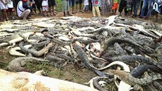 Indonesia: Gần 300 con cá sấu bị người dân tàn sát để trả thù