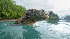 Cận cảnh loài rồng Komodo dưới ống kính nhiếp ảnh gia Mỹ