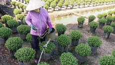 Tiền Giang xuống giống hơn 1 triệu giỏ hoa phục vụ thị trường Tết