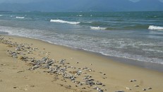Cá chết dạt trắng bờ biển Đà Nẵng