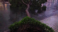 Ảnh hưởng bão số 9: TP HCM mưa lớn, cây gãy đổ đè chết người đi đường