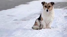 Chú chó trung thành đợi chủ suốt nửa năm dưới thời tiết -30 độ