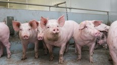 3 địa phương công bố hết dịch tả lợn châu Phi