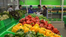 Xuất khẩu rau quả tươi nhiều tín hiệu khởi sắc