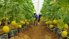 Quản lý cơ sở dữ liệu quốc gia về trồng trọt