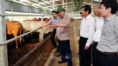 Bộ trưởng Nguyễn Xuân Cường thăm mô hình chăn nuôi bò thịt tại Công ty Cổ phần chăn nuôi T&T 159.