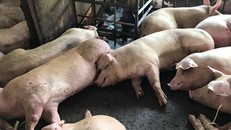 An Giang chính thức công bố dịch dịch tả lợn Châu Phi