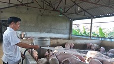 Dịch tả lợn châu Phi càn quét 55 tỉnh thành: Có thể ban bố tình trạng khẩn cấp