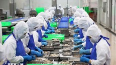 Dây chuyền sơ chế tôm xuất khẩu ở huyện Bình Chánh, Thành phố Hồ Chí Minh. 