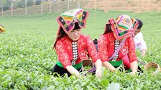 Vùng chè Phổng Lái vào mùa thu hoạch