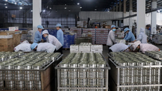 Sản xuất chế biến cá hộp xuất khẩu tại nhà máy thực phẩm đóng hộp KTC, Công ty cổ phần thương mại Kiên Giang