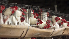 Ca tử vong đầu tiên trên thế giới liên quan đến virus H5N2. Ảnh: nmas.com