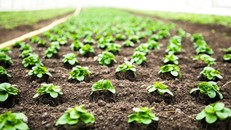 Sáng kiến trồng rau xanh tại Trường tiểu học Gaza. Ảnh: UNESCO