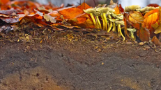 UNESCO cảnh báo nguy cơ suy thoái đất toàn cầu. Ảnh: Y. Kniese & C. Dahlhaus, TERRA.vita Soil Atlas