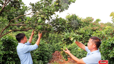 Mô hình trồng bưởi diễn xen canh với cà phê của nông dân xã Chiềng Ban, huyện Mai Sơn.