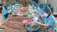 Thành viên HTX Đạt Thủy, xã Cò Nòi, huyện Mai Sơn, chế biến quả mắc ca.