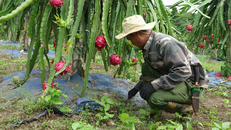 Nông dân xã Nà Bó, huyện Mai Sơn sử dụng bạt phủ nông nghiệp tránh cỏ dại và giữ ẩm cho cây thanh long.