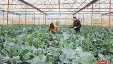 Mô hình trồng rau trong nhà kính của HTX rau an toàn Tự Nhiên, xã Đông Sang.
