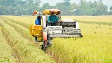 Hợp tác xã nông nghiệp 339 trồng lúa hữu cơ cho năng suất cao, giảm phát thải