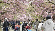 Người cao tuổi tại Osaka, Nhật Bản.