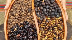 Những hạt cà phê được ví như “vàng” tại Oxapampa-Asháninka-Yanesh. Ảnh: UNESCO