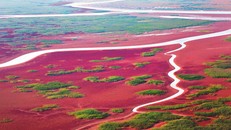 "Tấm thảm đỏ" trên vùng đất ngập nước bãi bồi ven biển tại Khu bảo tồn thiên nhiên quốc gia đồng bằng sông Hoàng Hà ở Đông Dinh. Ảnh: Hồ Hữu Văn