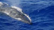 Một con cá voi Bryde trồi lên mặt nước để lấy không khí. Ảnh: NOAA Fisheries