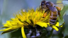 Ong lấy mật hoa. Ảnh tư liệu: AFP/TTXVN