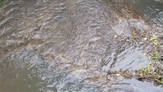 Nước thải sinh hoạt, nước thải nông nghiệp là nguồn gốc của photphat và nitrat trong các con sông ở Anh. Ảnh: Maureen McLean/REX/Shutterstock