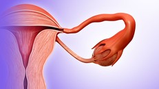 Hình minh họa hệ thống sinh sản của phụ nữ. Ảnh: independent