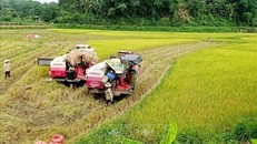 Nông dân xã Đông Cuông, huyện Văn Yên (Yên Bái) thu hoạch lúa ST25 vụ xuân bằng máy gặt. Ảnh tư liệu, minh họa: TTXVN phát