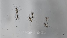 Muỗi mang mầm bệnh sốt rét. Ảnh: AFP/TTXVN