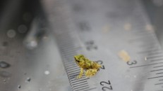 Một con ếch Darwin mới sinh tại vườn thú London. Ảnh: ZSL