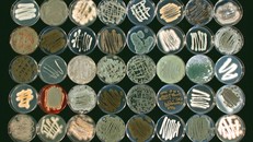 Nuôi cấy nấm biển. Ảnh: Wiki