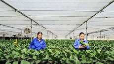 Mộc Châu có khí hậu mát mẻ và thổ nhưỡng phù hợp phát triển nông nghiệp.