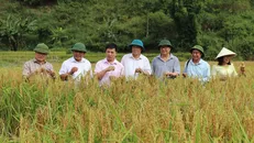 Vùng sản xuất lúa nếp tan của huyện Sốp Cộp chủ yếu tập trung trên địa bàn các xã Mường Và, Mường Lạn, Dồm Cang, Púng Bánh, Nậm Lạnh. Ảnh: Tuệ Linh