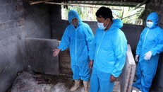 Ban Chỉ đạo phòng, chống dịch xã Thung Nai kiểm đếm thống kê số lượng lợn chết do dịch. Ảnh: Thanh Hải