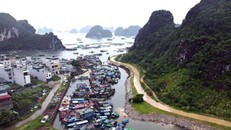 Tàu cá của ngư dân tránh trú bão tại khu vực cảng Cái Rồng, Đặc khu Vân Đồn, tỉnh Quảng Ninh.