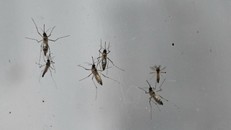 Chikungunya là một bệnh virus do muỗi truyền gây sốt và đau khớp nặng.
