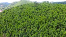 Bổ sung quy định về tạm sử dụng rừng để thi công các dự án cấp thiết