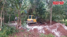 Gần 140 con heo chết ở huyện Thống Nhất, chủ trại mang đi chôn ở Cẩm Mỹ