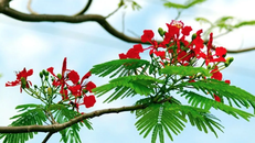 Bài thơ Chiếc lá đầu tiên của Hoàng Nhuận Cầm rất được yêu mến.