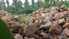 Rừng phòng hộ tại huyện Định Quán đang bị đốn hạ, đào xới tan nát để khai thác đá mồ côi.