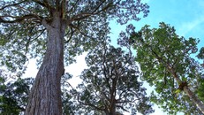 Quảng Nam hướng đến phát triển bền vững gần 700.000ha rừng từ đề án kinh doanh tín chỉ carbon rừng