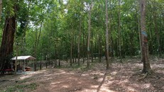 Một góc dự án trồng cây cao su do Sasco đang quản lý. 