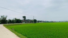 Ruộng lúa được UBND huyện Đức Thọ đấu giá 3,52 tỷ đồng/m2.