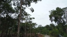 Một góc dự án Khu du lịch sinh thái Vũng Bầu.